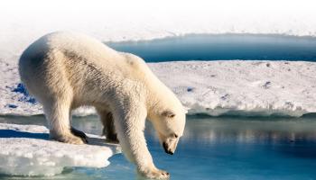 A Roma l’Arctic Circle Forum - Polar Dialogue 2026